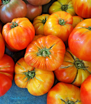 50 Oaxacan Jewel Tomato Bicolor Golden Yellow Striped Red Lycopersicon Seeds - $8.35