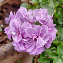 10 seeds &#39;Precision Amethyst&#39; Ivy Geranium Plant Seeds - £9.49 GBP