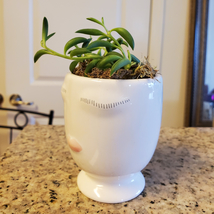 String of Bananas Succulent in Doll Face Planter, Senecio Radicans, Ceramic Pot image 4