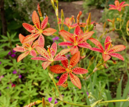 10 Pc Seeds Iris Domestica Flower Plant, Blackberry Lily Seeds for Planting | RK - £14.77 GBP