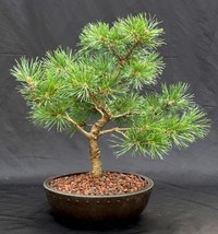 Mugo Pine Bonsai Tree  (pinus mugo &#39;valley cushion&#39;)  - £199.83 GBP