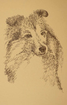 Shetland Sheepdog Dog Art Print #46 Stephen Kline adds dogs name free. S... - £38.66 GBP