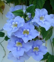 TROPICAL BLUE SKY VINE LIVE PLANT - £4,740.17 GBP