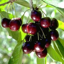 50+ BLACK CHERRY SEEDS | SWEET EDIBLE FRUIT | USA Native Tree #21 - $7.95