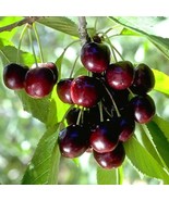 50+ BLACK CHERRY SEEDS | SWEET EDIBLE FRUIT | USA Native Tree #21 - $7.95