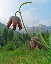 Fritillaria affinis | Checker or Chocolate Lily | Mission Bells | 10 Seeds - $10.79