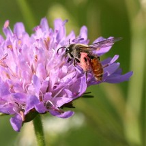 New Fresh Scabiosa Canescens Seed - £8.70 GBP