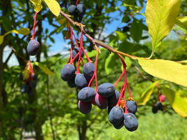 US Seller 15 Indian Plum Osoberry Oregon Oso Berry Oemleria Cerasiformis Fruit S - £10.98 GBP