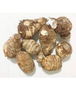 2-Pack Giant Elephant Ear Colocasia Bulbs - Tropical Plant for Lush Gard... - $341.38 MXN
