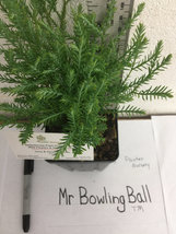 Mr Bowling Ball image 6