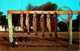 68 Lbs of Walleye Salmon From Lake of the Woods Minnesota MN UNP Chrome Postcard - £14.43 GBP