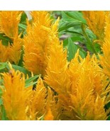 25 SEEDS CELOSIA CELOSIA PLUMOSA YELLOW HEIRLOOM SEEDS SPROUT QUICK ENJO... - $8.35