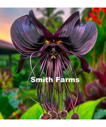 HSeeds 50 Seeds Black Bat Orchid Flowers - $9.44 CAD