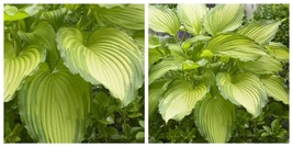 5.25&quot; Pot Hosta Dancing Darling Well Rooted Perennial Shade Plant - £41.30 GBP