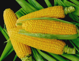 AW Sweet Corn Seeds Golden Bantam 200 Yellow Seed Heirloom Non-Gmo US Se... - €5,59 EUR