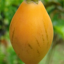 Solanum Betaceum Yellow Fruit Tamarillo Tree Tomato 20 Seeds Usa Fast Shipping - £14.50 GBP