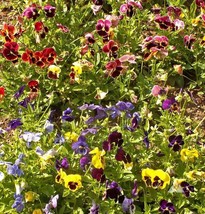 USA Seller Fresh Pansy Swiss Giants Mix Pollinators Containers Borders Edible 20 - £5.97 GBP