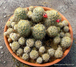 Rare Mammillaria Prolifera Haitiensis Cactus Succulent Plant Cacti Seed 20 Seeds - £7.18 GBP