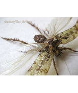 Rarity Real Spiny Moss Katydid Championica Species Framed Entomology Sha... - $165.92 CAD