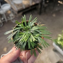 Eyelash Fern | Actiniopteris australis | Terrarium Plant | 2in pot | - €9,32 EUR
