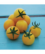 Fresh 50 Seeds Yellow Gooseberry Tomato Vegetable Fast Shiping - €5,89 EUR