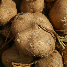 New Fresh Seeds Jicama True Mexican Yam Bean Turnip Potato Vegetable - $9.90