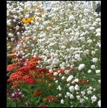 Baby&#39;s Breath Flower 100 -1000 -5000 Seeds White Gypsophila Elegans easy... - £1.53 GBP+