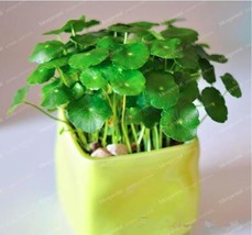 New Fresh Raw Culture Horseshoe Gold Coins Grass Species Seeds - $4.45