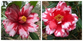 VULCAN VARIEGARTED Camellia Japonica Live Starter Plant - $47.99