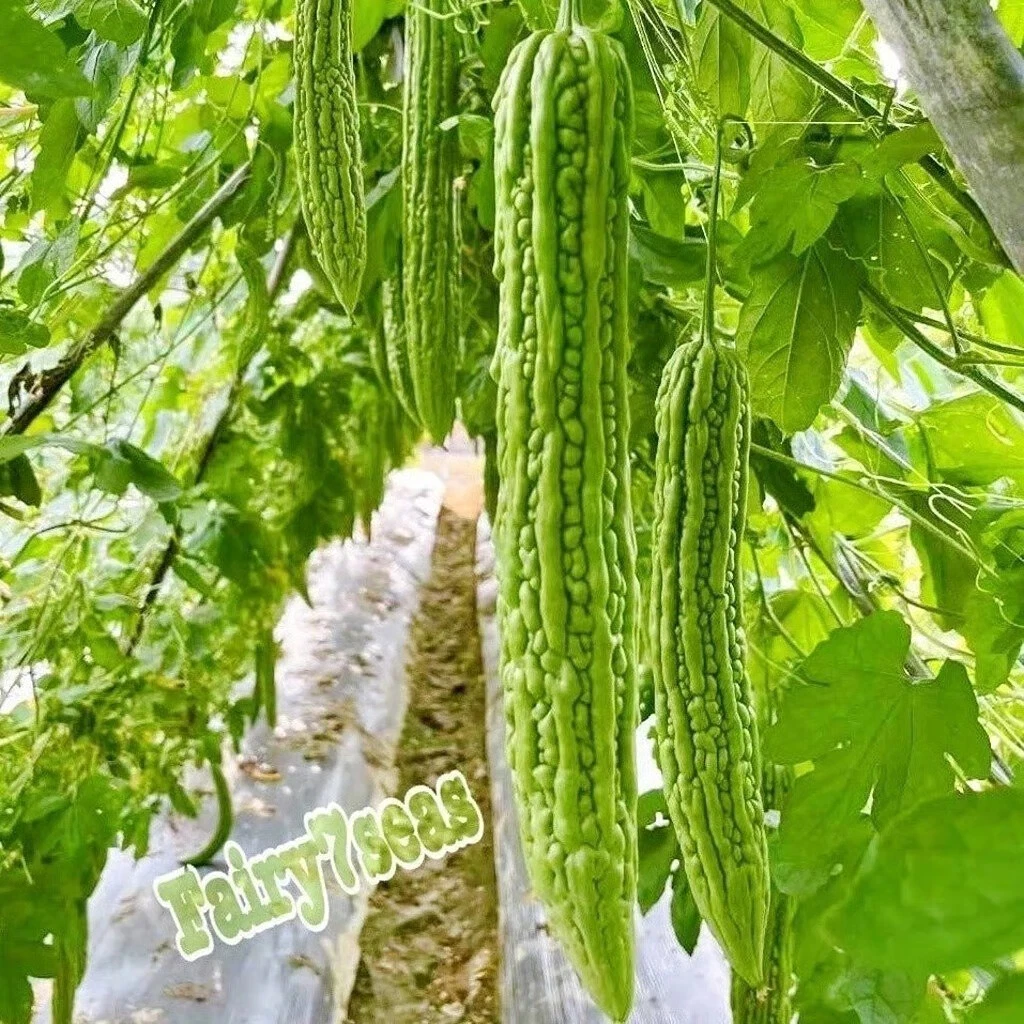 Chinese Long Green Bitter Gourd Seeds, Goya, KuGua, Asian Bitter Melon - $5.18
