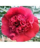 1 Professor Sargent Red Camellia Japonica Starter Plant Lg 1 Plant Fresh... - $701.99 MXN