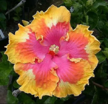 20 Pink Yellow Orange Hibiscus Seeds Flowers Flower Seed Perennial Bloom - £12.03 GBP