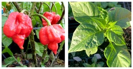 Scorpion butch t pepper 1 live plant 3” pot Garden - $53.99