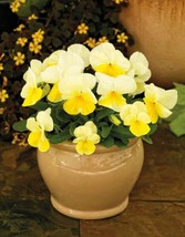 Viola Seeds 50 Seeds Viola Colormax Lemon Splash - £18.49 GBP