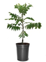 Moreland Pecan Tree 4-5 ft, Grafted, Over sized, Bare root, Not for CA, Jan-Apr - £84.13 GBP