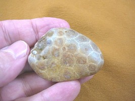 (F831-337) 2&quot; inch unpolished Petoskey stone fossil coral specimen MI st... - £15.45 GBP