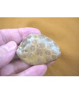 (F831-337) 2&quot; inch unpolished Petoskey stone fossil coral specimen MI st... - $370.74 MXN