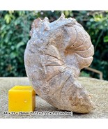 Cenoceras Fossil Nautilus | Jurassic Beacon Limestone Ilminster Somerset... - $88.47