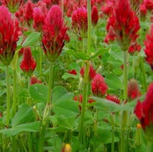 400 Seeds Crimson Clover Cover Crop NON-GMO Heirloom Fresh Garden - £14.14 GBP