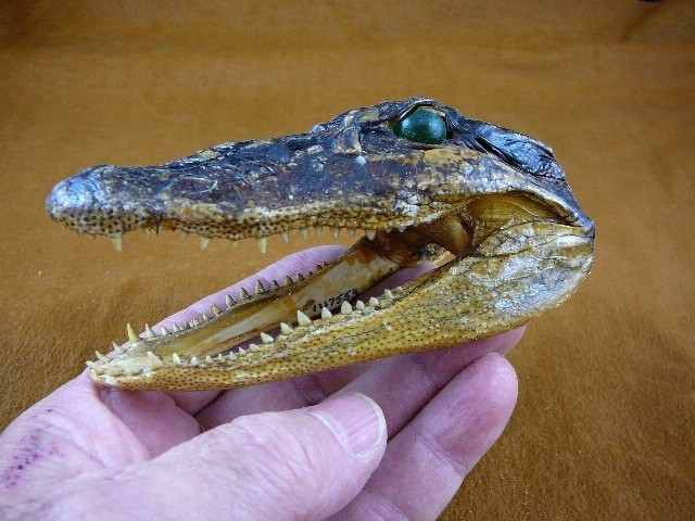 G-Def-341) 4-1/8&quot; Deformed Gator ALLIGATOR HEAD jaw teeth TAXIDERMY weir... - $40.99