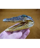 G-Def-341) 4-1/8&quot; Deformed Gator ALLIGATOR HEAD jaw teeth TAXIDERMY weir... - $55.93 CAD