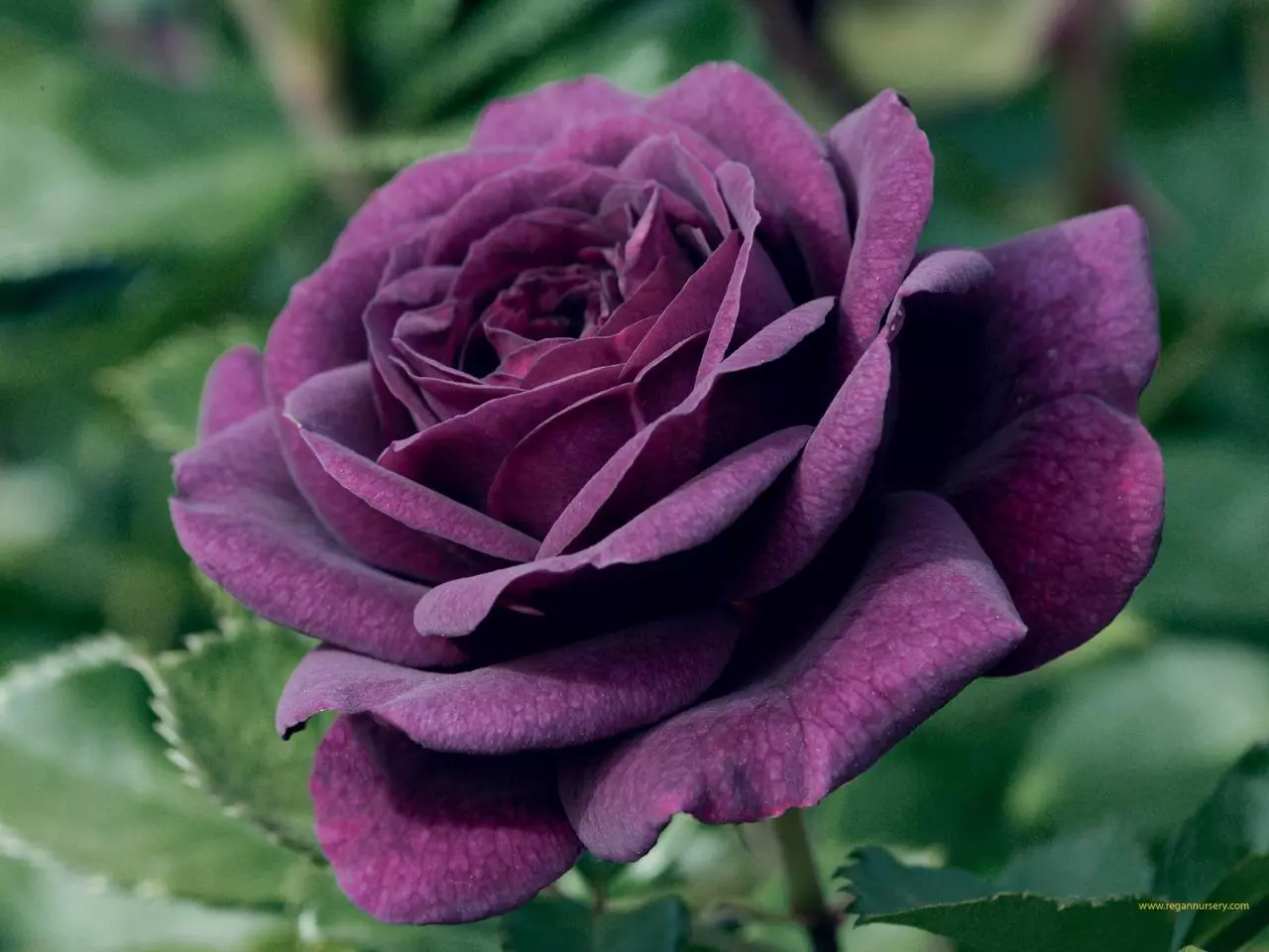 SYST 20 Seeds Dark Purple Rose Bush  - $9.55