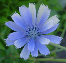 1000 Seeds Chicory Blue Beauty Coffee Subst New Fast Shipping - $4.10