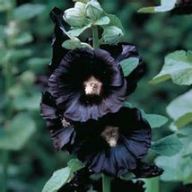 30+ Hollyhock Black Alcea Rosea Nigra 8 Ft Heirloom Perennial Flower Seeds Fresh - £6.55 GBP