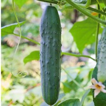 New Fresh Straight Eight Cucumber Seeds Organic - £3.36 GBP