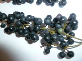 Berynita Store 25 Wild Grape Seeds Organic Vitis Aestivalis Crop - $12.98