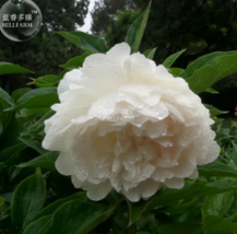SEED Peony Purely White &#39;New Brige&#39; Flower Seeds - £3.16 GBP