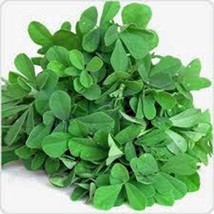 Fenugreek, Herb Seed, Heirloom, Organic 500 Seeds, Non Gmo, Spice, Herb Garden - £7.95 GBP