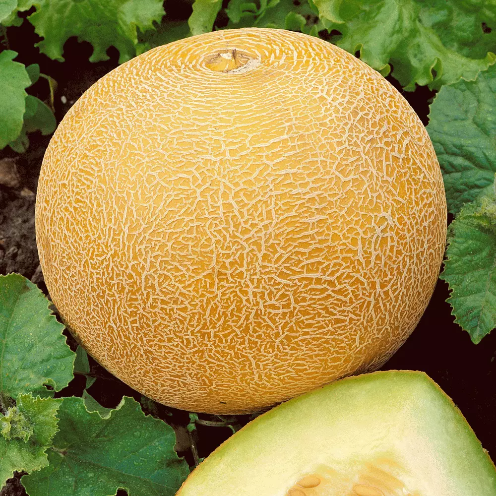 JGBO 41 Delicious 51 Cantaloupe Seed Organic Heirloom Melon Fruit Seeds ... - $8.96