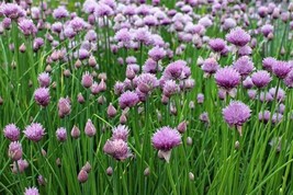 300 Chive Seeds Common Type Fresh Harvest - £8.91 GBP